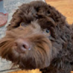 Meet your Posher, Josephine